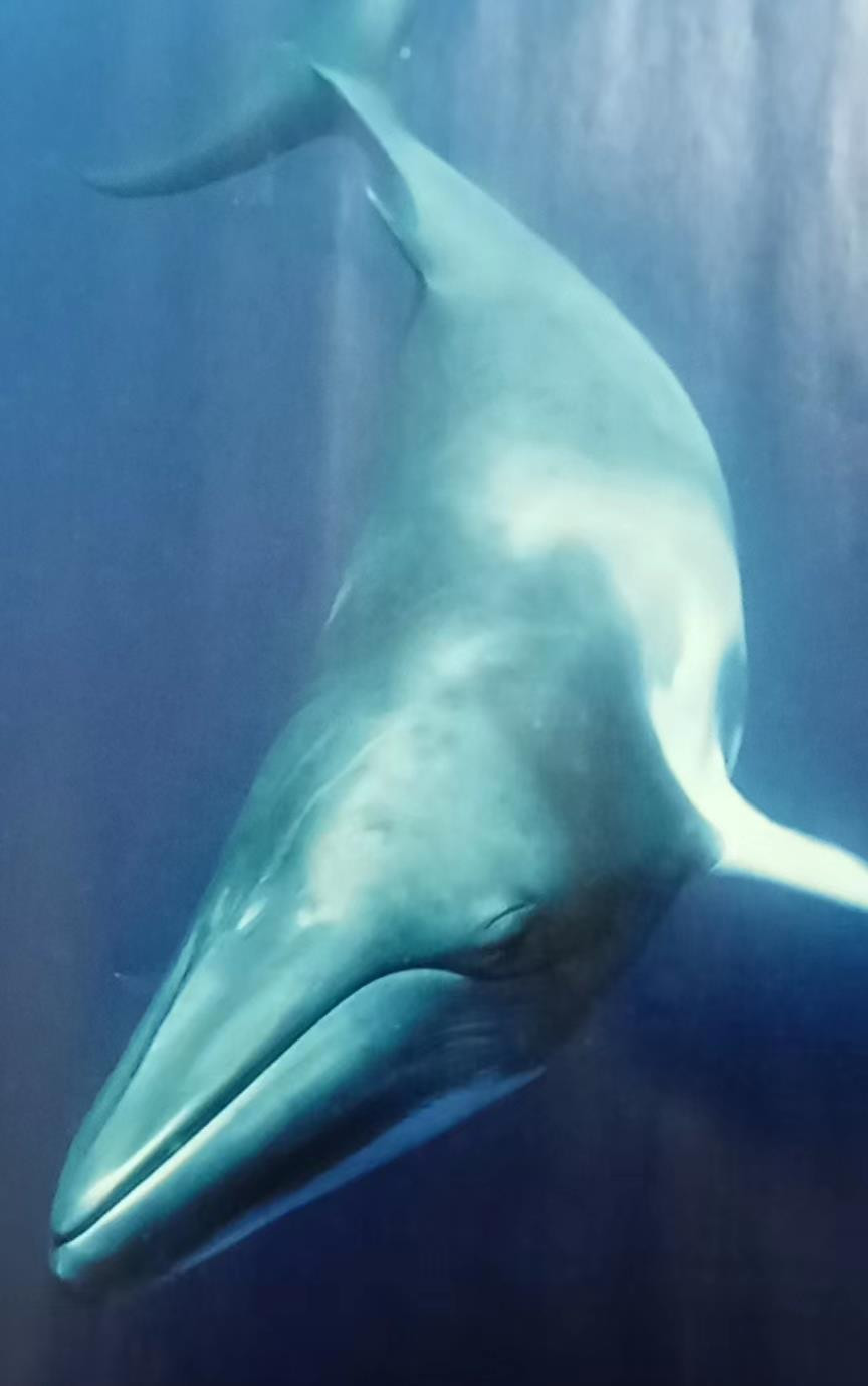 鲸为什么不会得减压病？