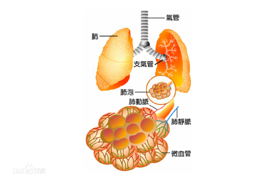 肺泡