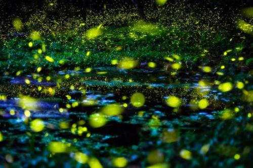 为什么萤火虫会发光？