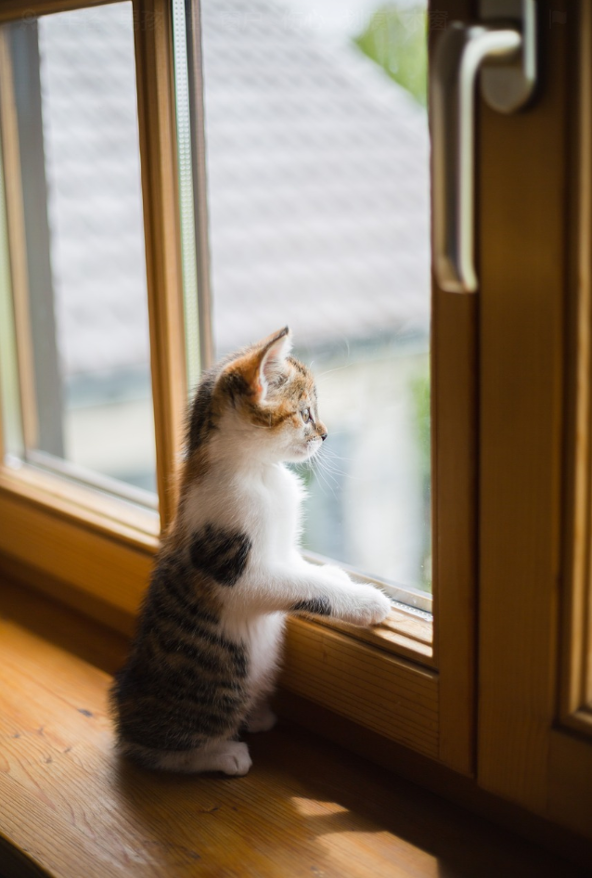 猫猫狗狗为什么总望向窗外？