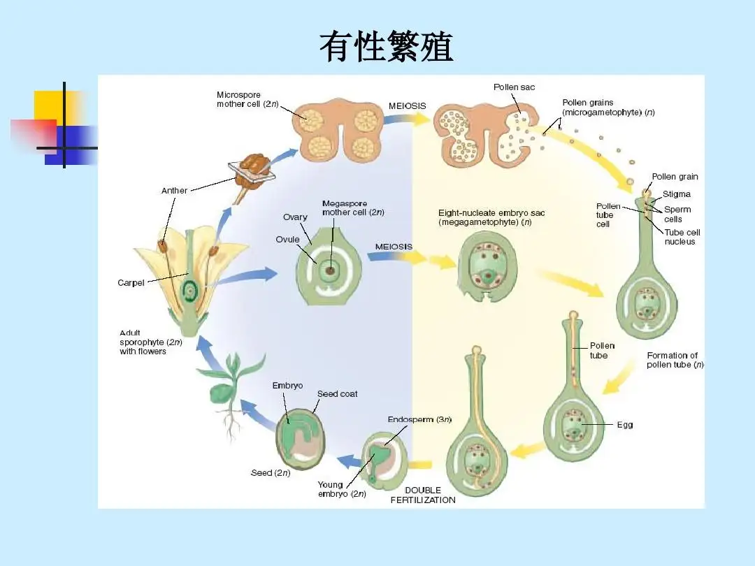 有性繁殖