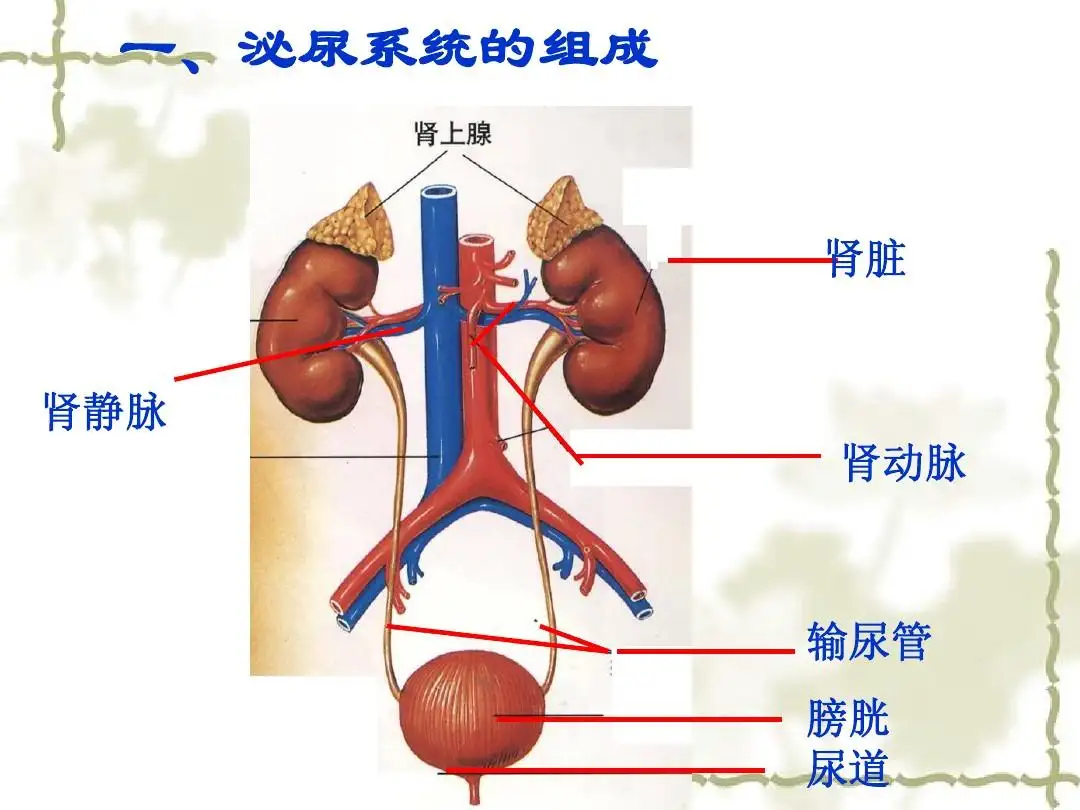 泌尿系统