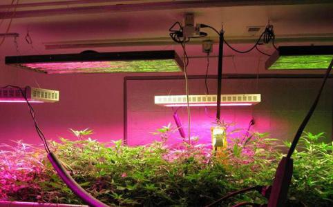 室内的光线也有助于植物生长吗？