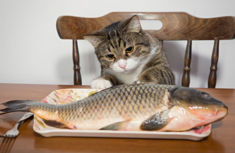 猫为什么喜欢吃鱼？
