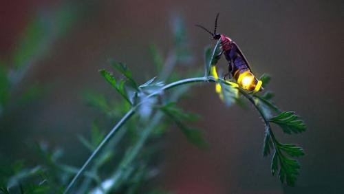 萤火虫为什么会发光?
