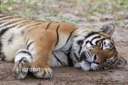 老虎为什么爱在白天睡觉？ 