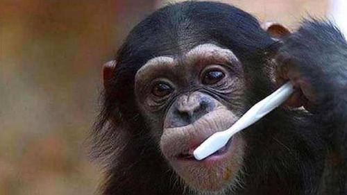 动物从来不刷牙，会不会得牙病？ 