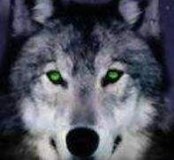 为什么狼的眼睛在夜里发绿光？
