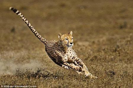 猎豹为什么奔跑得特别快？