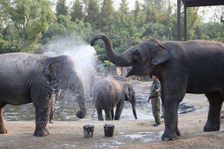 大象用鼻子吸水不怕被呛到吗？