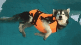 狗天生就会游泳？