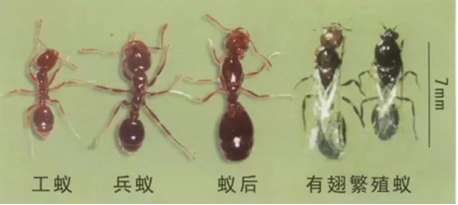 红火蚁为什么叫做“无敌”蚂蚁？