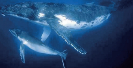 地球上体型最大的动物——蓝鲸