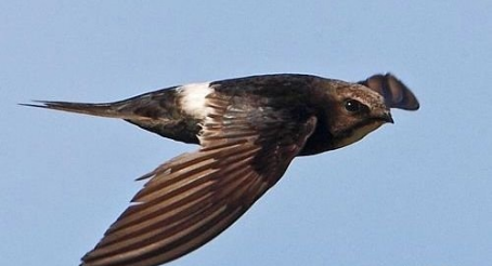 水平飞行速度最快的动物——白喉针尾雨燕