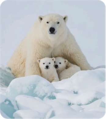 体型最大的陆上肉食动物——北极熊