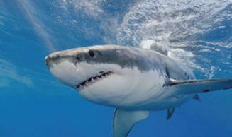 现存体型最大的食肉鱼类——大白鲨