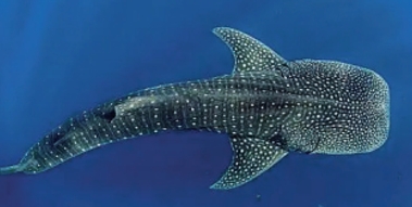 现存最大的鱼类——鲸鲨   