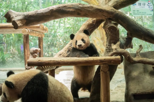 熊猫“香”亲记，终身大事全靠闻
