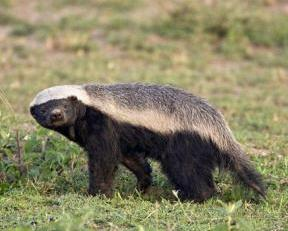 最大胆的动物——蜜獾