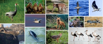 野生动物分类分级保护
