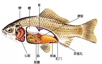 脊椎动物--鱼类