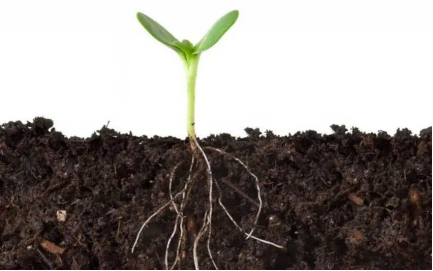 土壤影响农作物的生长