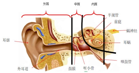 耳朵的基本结构