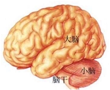 大脑的九大功能分区